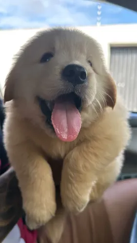 Golden retriever com pedigree