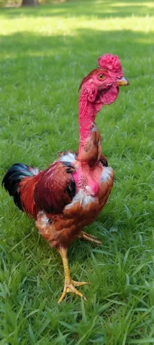 Vendo Galo Polaco