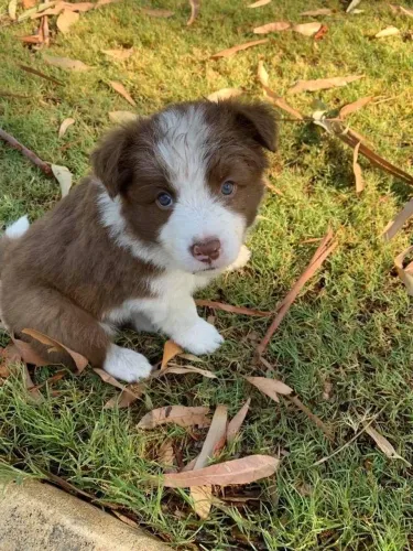 Border Collie - Patinhas Cheia De Vida Nova