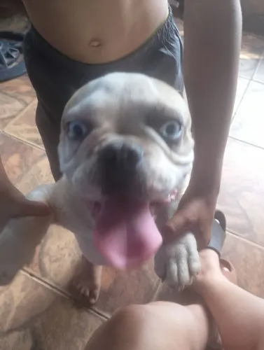 Bulldog francês macho exótico