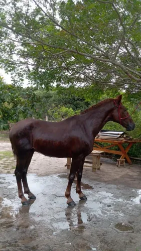 Cavalo