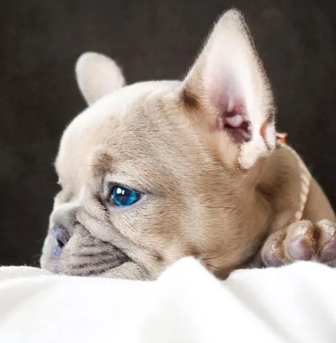 Bulldogue Francês - Contratação De Milhões Amor Companheirismo E Fofura
