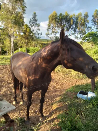 CAVALO INTEIRO GENUINO NA MARCHA PICADA