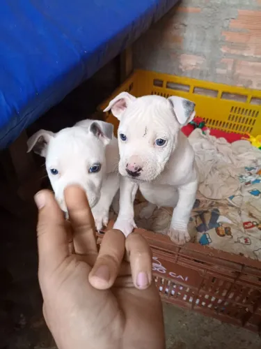 Pitbull 