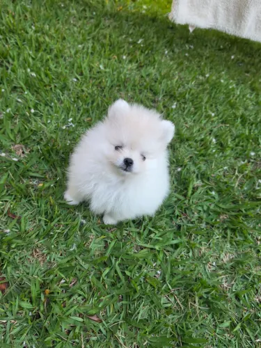 Spitz alemão 
