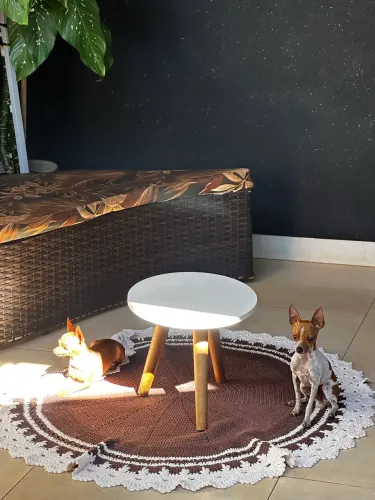 Pinscher disponível Cruza 