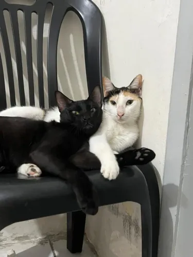 Doação Gatos CASTRADOS e dóceis
