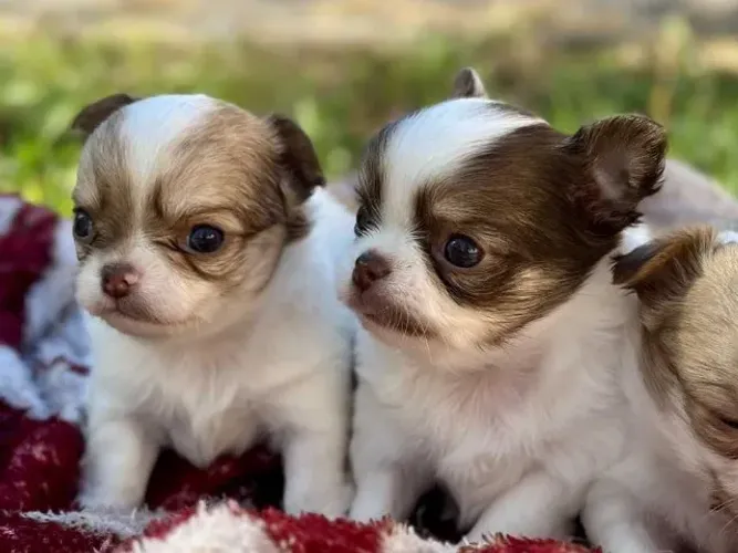 Chihuahua machos pelo longo raça pura lindos