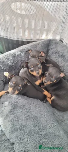 Filhotes Pinscher/ Pincher com linhagem selecionada e super dócil