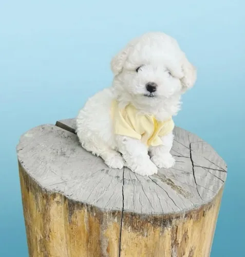 Poodle toy macho pedigree pequeninos