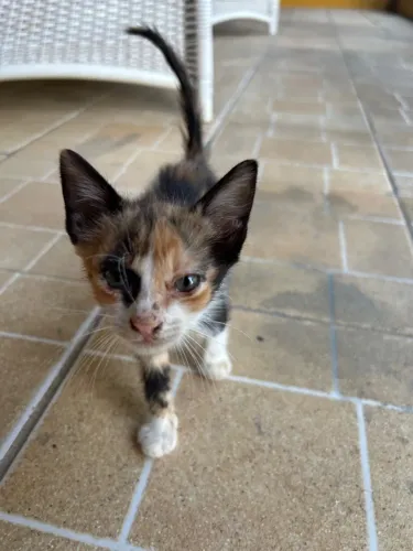 Gato