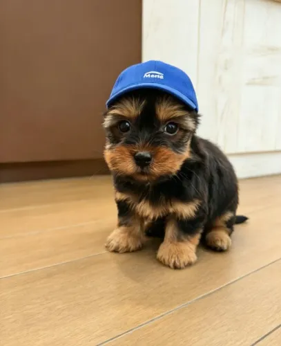 Yorkshire Macho Mini
