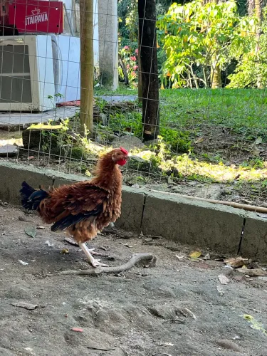 Frango frisado 