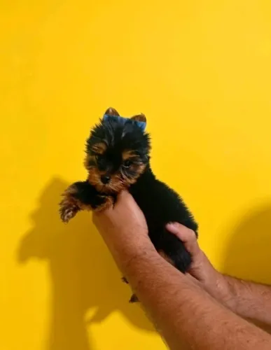 Vendo filhotes de Yorkshire fêmeas e machos disponíveis