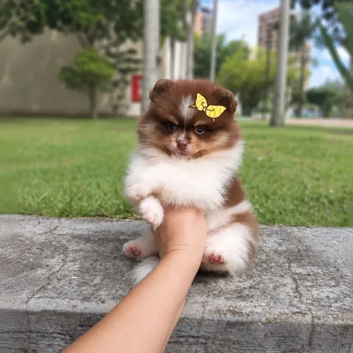Ursinha Tricolor de Chocolate Olhos verdes Lulu da Pomerânia 