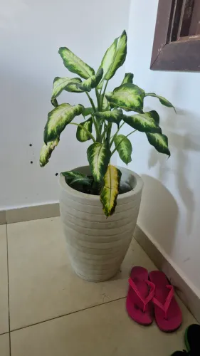 Vaso