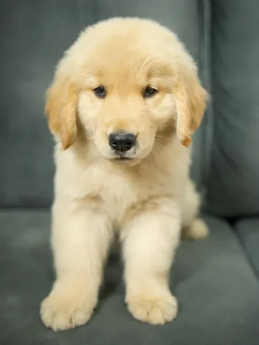 Golden retriever pronta entrega ? lindos pedigree
