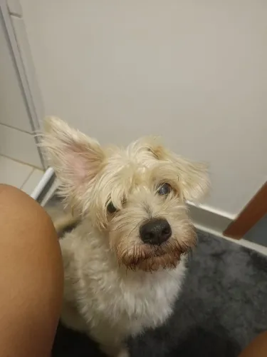 Adoção responsável