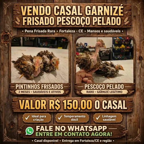 Galinhas garnisés