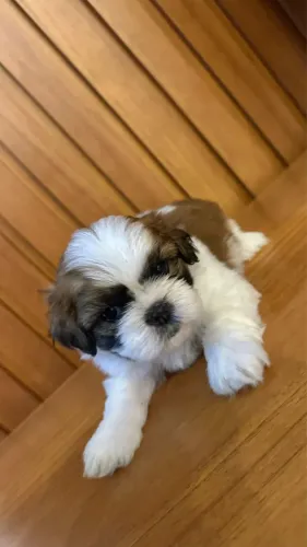 Shihtzu macho
