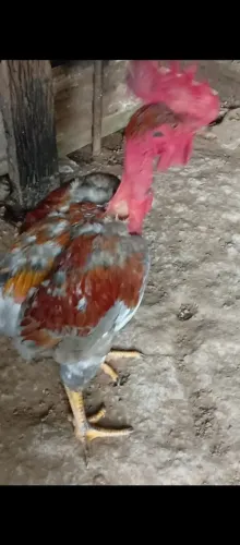 Vendo galo polaco balão GSB