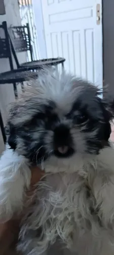 Cachorro macho shih Tzu 600 reais