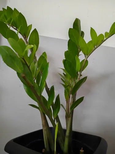 Plantas 