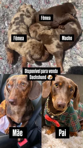 Filhotes Disponíveis para Reserva