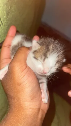 Gatinhos doação