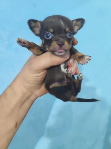 Chihuahua
