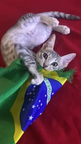 Adoção gatinha filhote