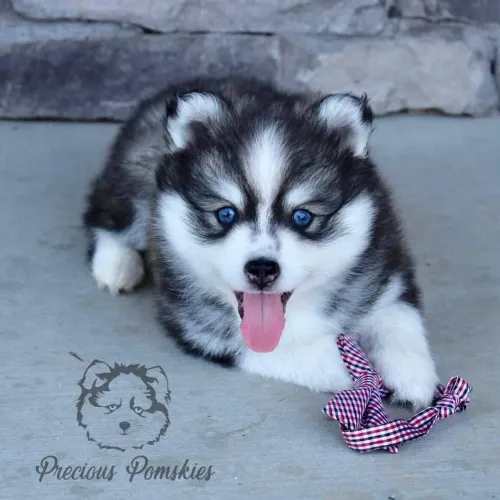 Husky siberiano filhote