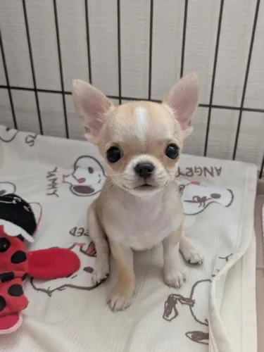 Seu próximo melhor amigo é Chihuahua