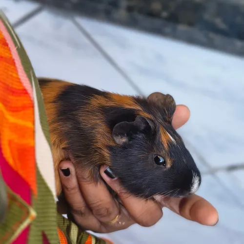 Porquinho da Índia