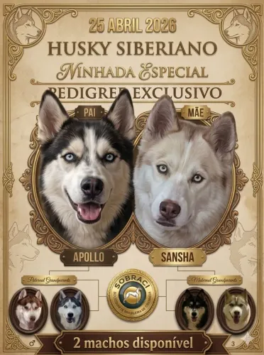 Filhotes Husky Siberiano com Pedigree 
