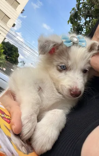 Border Collie a venda