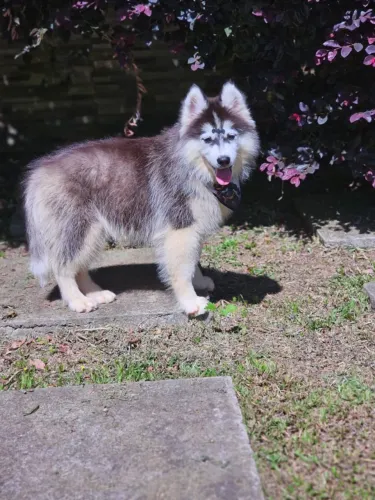 Husky Siberiano | Entrega em Londrina dia 03/02