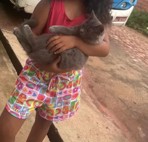 Doação gata raça azul russo