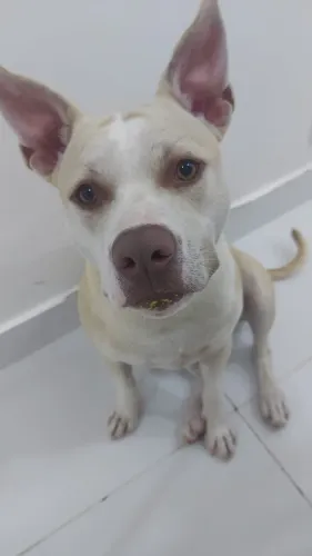 Doa-sê pitbull fêmea