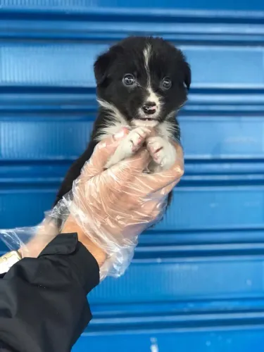 Border Collie Filhote ? Energia, Inteligência e Garantia Contratual