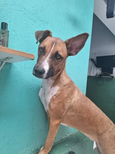 Adote a Layla, linda caramelo, dócil, castrada, leia o texto