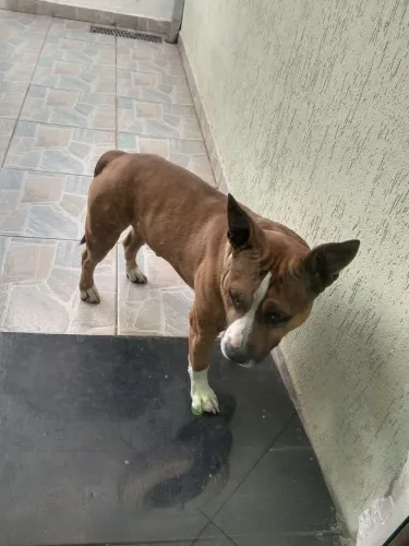 Cães de raça 