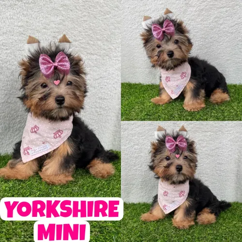 Linda Fêmea de Yorkshire Mini c/ Microchipe + Garantia + Parcelado 12x
