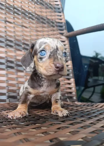 dachshund olhos azuis