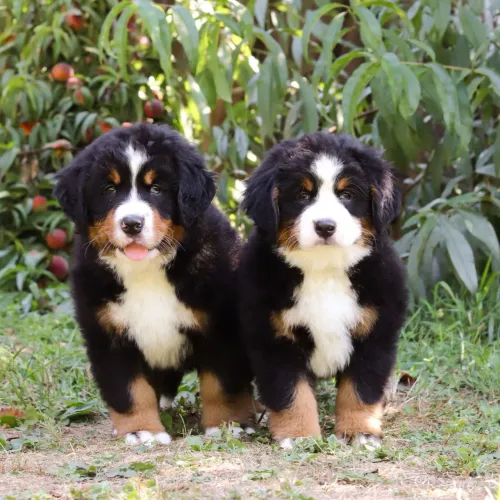 Bernese macho e fêmea - pedigree e procedência 