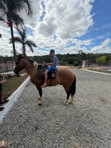 Cavalo pampa ex cavalaria 6 anos de idade