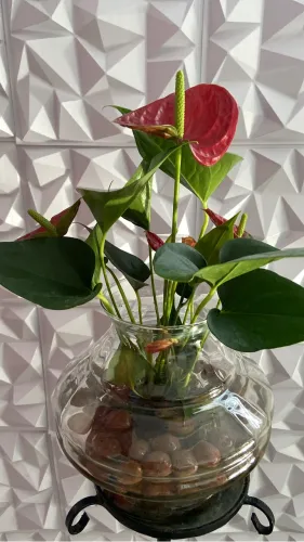 Plantas para casa