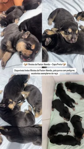 PASTOR ALEMÃO (FÊMEAS)