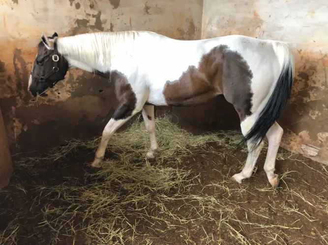 Égua Paint Horse