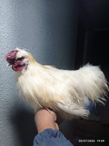 Galinha sedosa